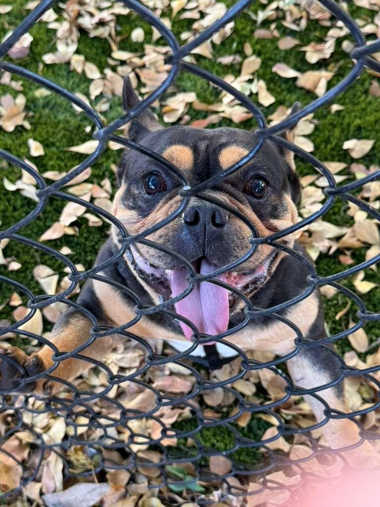 Enlarge Brewster, an adopted mixed breed in Lauderhill, FL image 1/2