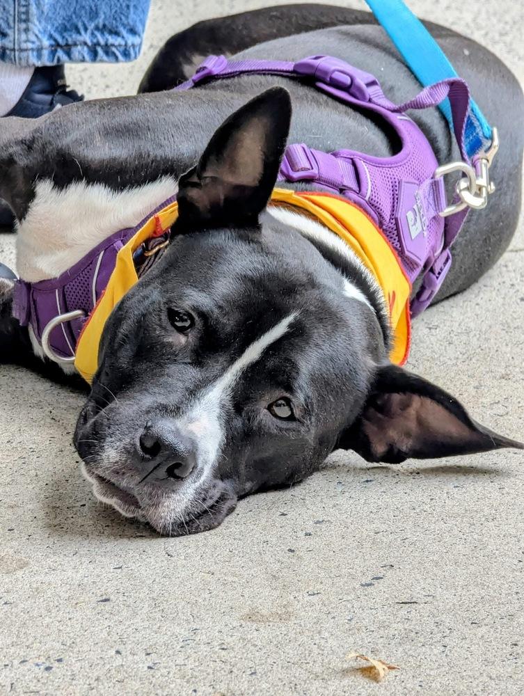 Kelly, Adoptable, Adult Female Pit Bull Terrier & Pit Bull Terrier.