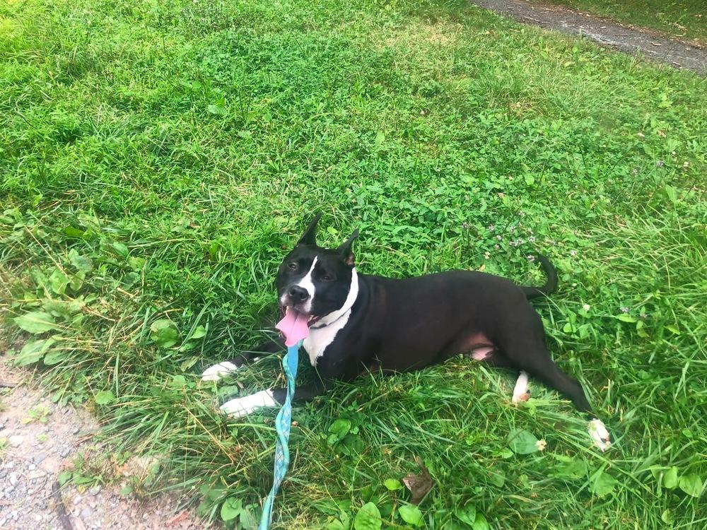 Enlarge Kelly, a Adoptable mixed breed in Pottstown, PA image 2/6