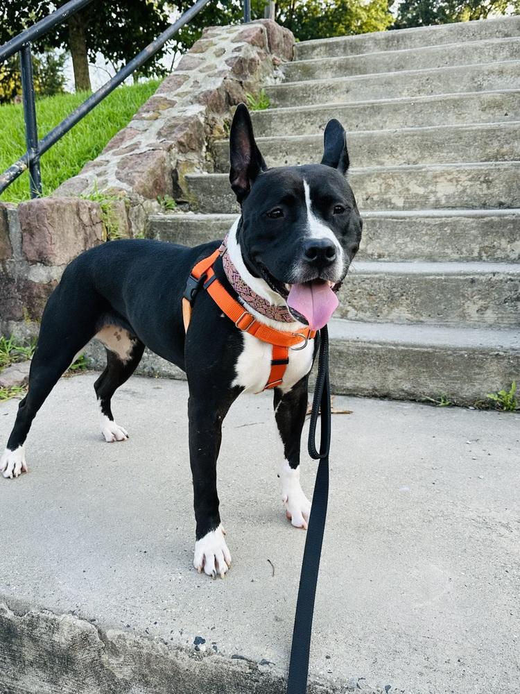 Enlarge Kelly, a Adoptable mixed breed in Pottstown, PA image 6/6