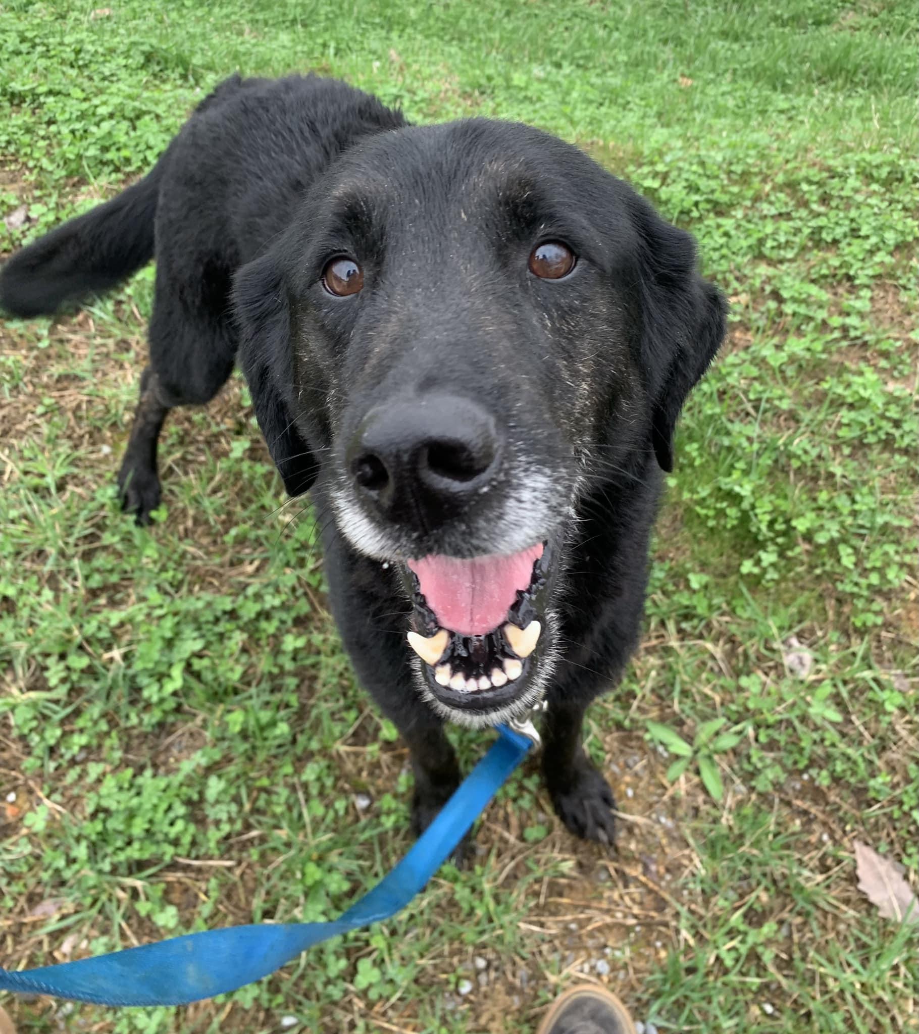 Thor, Adoptable, Senior Male Labrador Retriever.