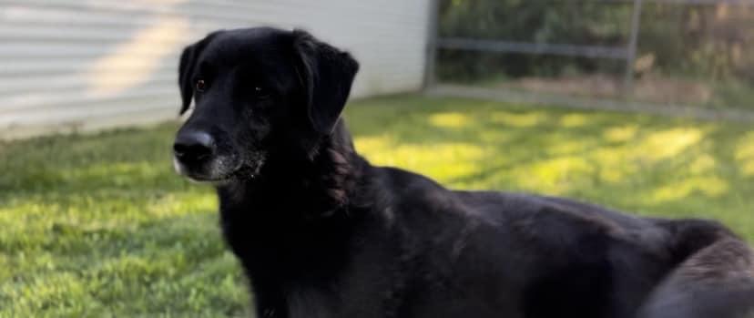 Enlarge Thor, a Adoptable mixed breed in Oak Ridge, TN image 2/6