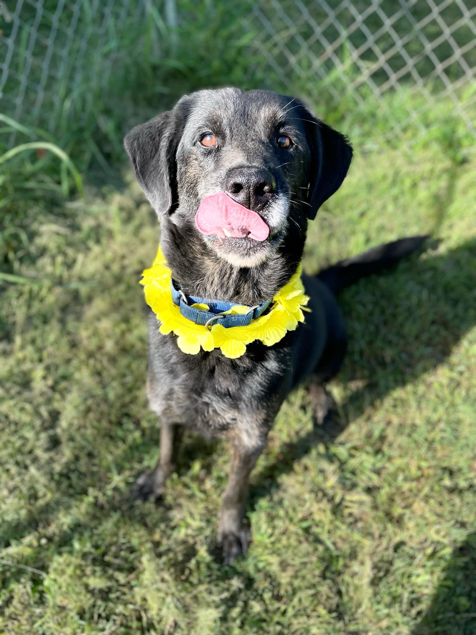 Enlarge Thor, a Adoptable mixed breed in Oak Ridge, TN image 3/6