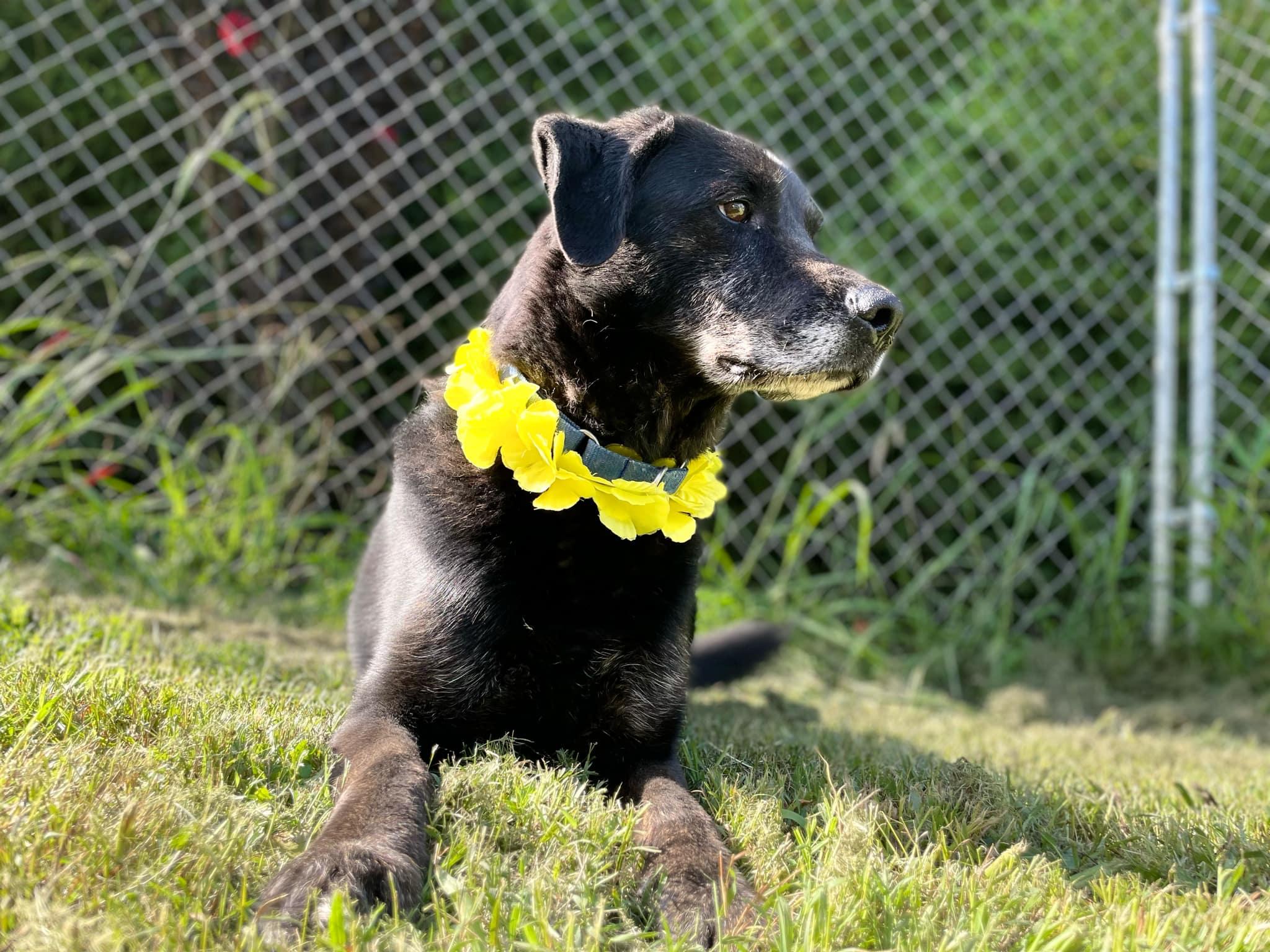 Thor, Adoptable, Senior Male Labrador Retriever.