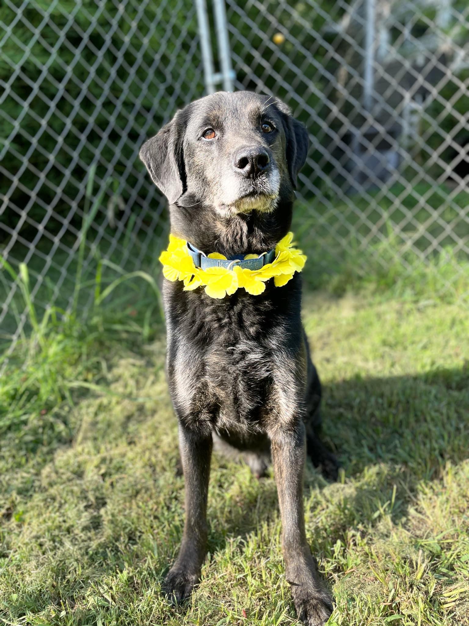 Enlarge Thor, a Adoptable mixed breed in Oak Ridge, TN image 6/6