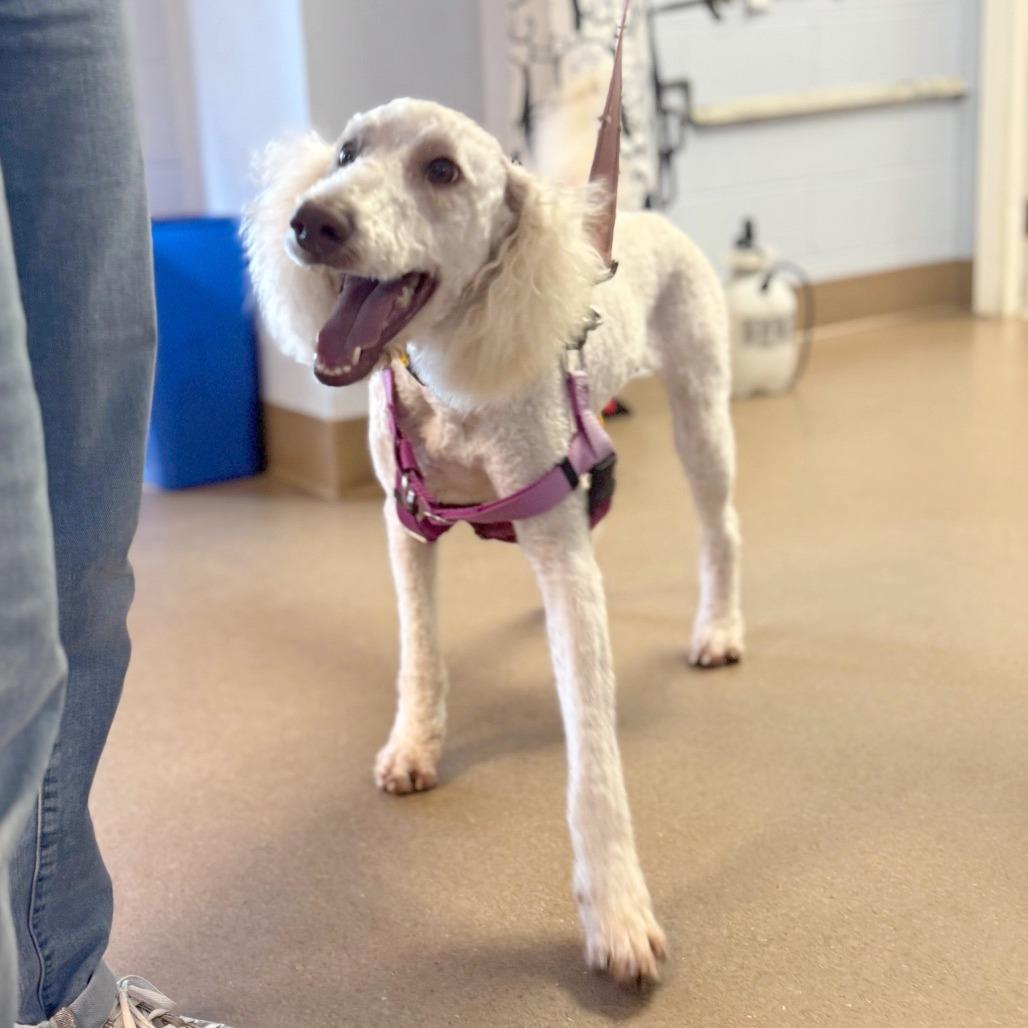 Farrah Fawcett, a Adoptable Mixed Breed in Hendersonville, NC image 1/5