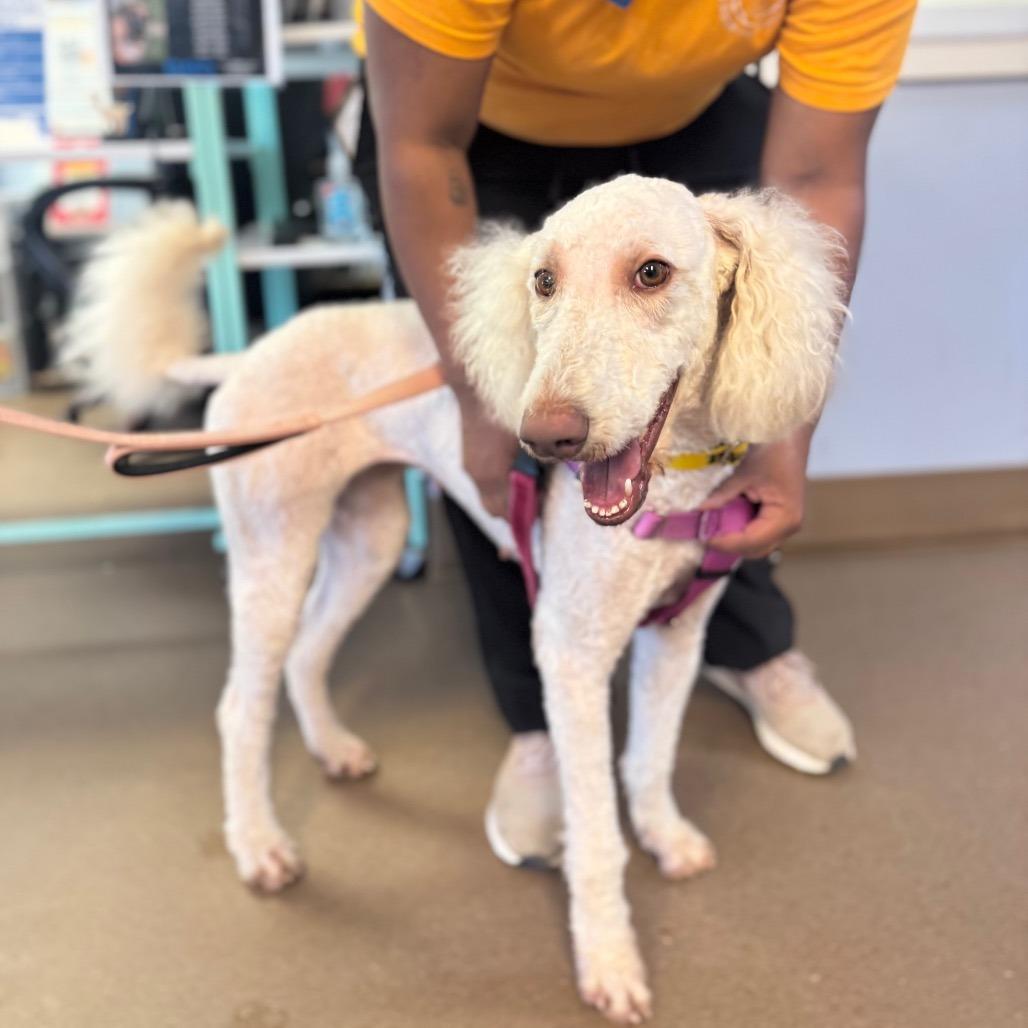 Farrah Fawcett, a Adoptable Mixed Breed in Hendersonville, NC image 3/5