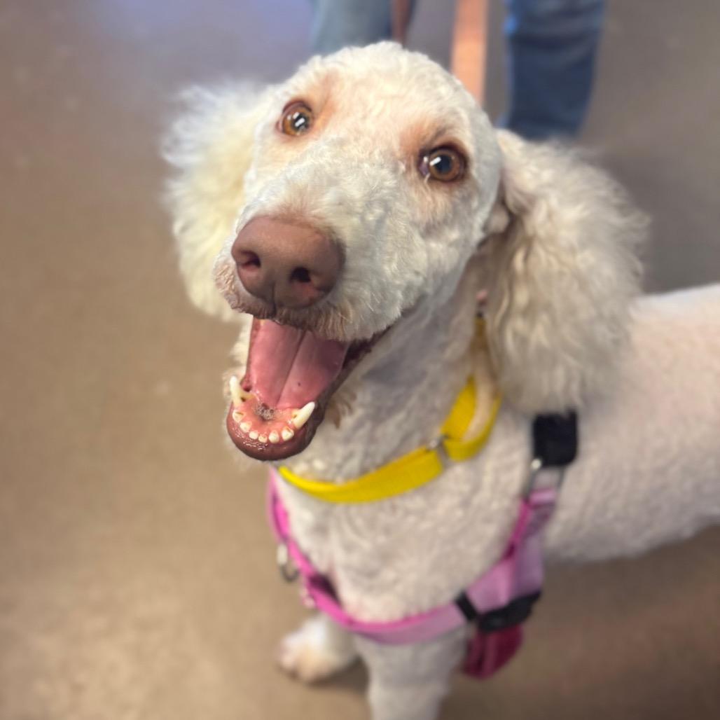 Farrah Fawcett, a Adoptable Mixed Breed in Hendersonville, NC image 5/5