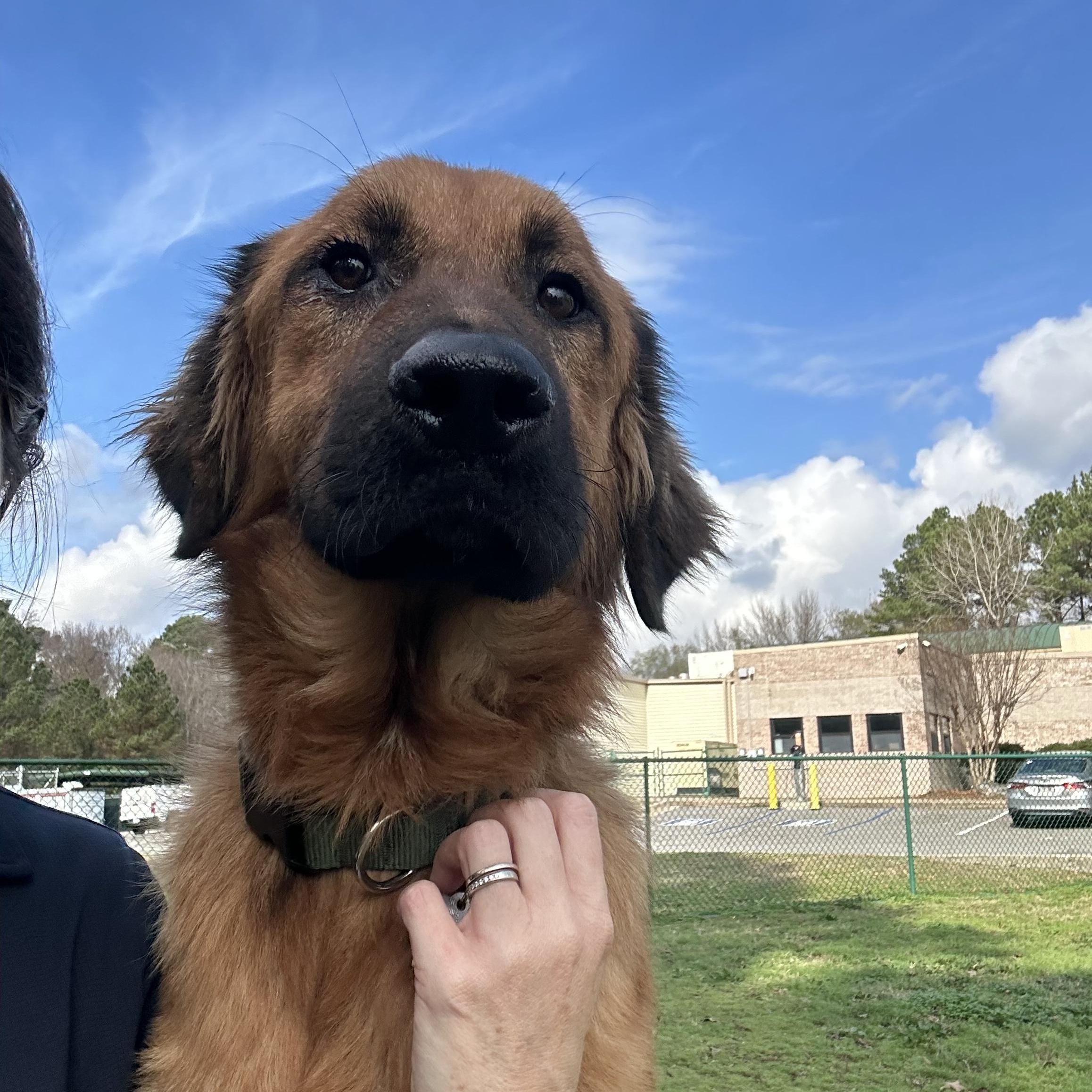 Enlarge Valentino in NH! Come Meet our Adoptable Dogs Wednesday-Saturday. More info in Bio!, an adoptable mixed breed in Manchester, NH image 1/1