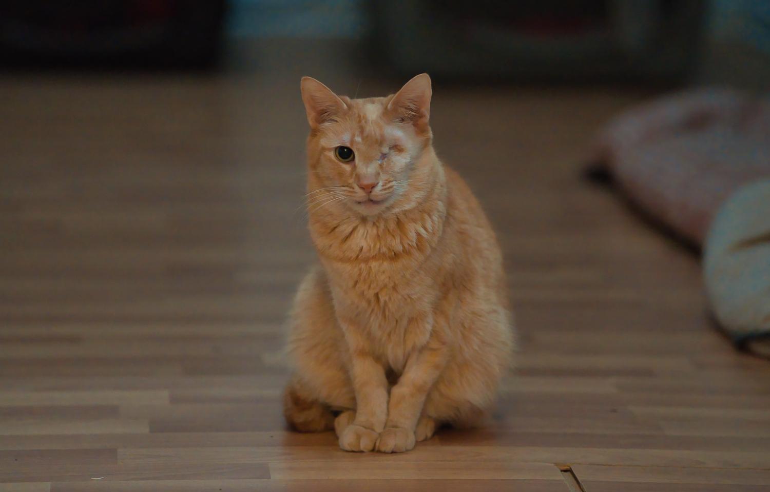 Eugene, Adoptable, Adult Male Domestic Short Hair.