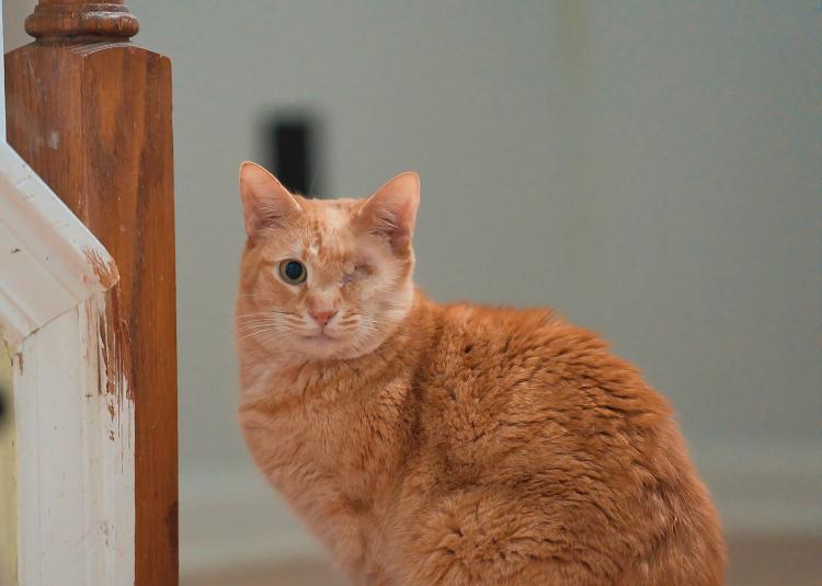 Eugene, Adoptable, Senior Male Domestic Short Hair.