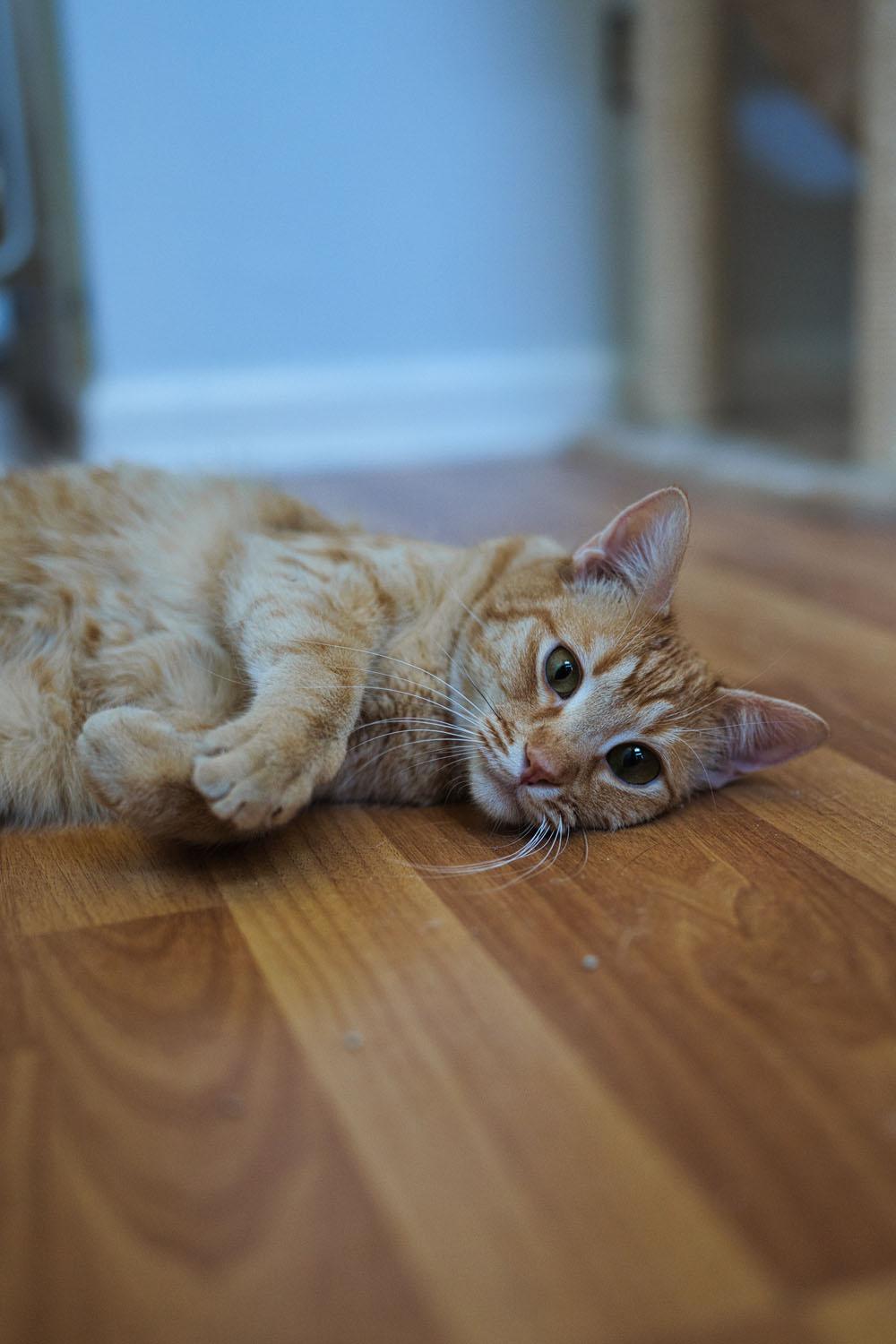 Eugene, Adoptable, Adult Male Domestic Short Hair.