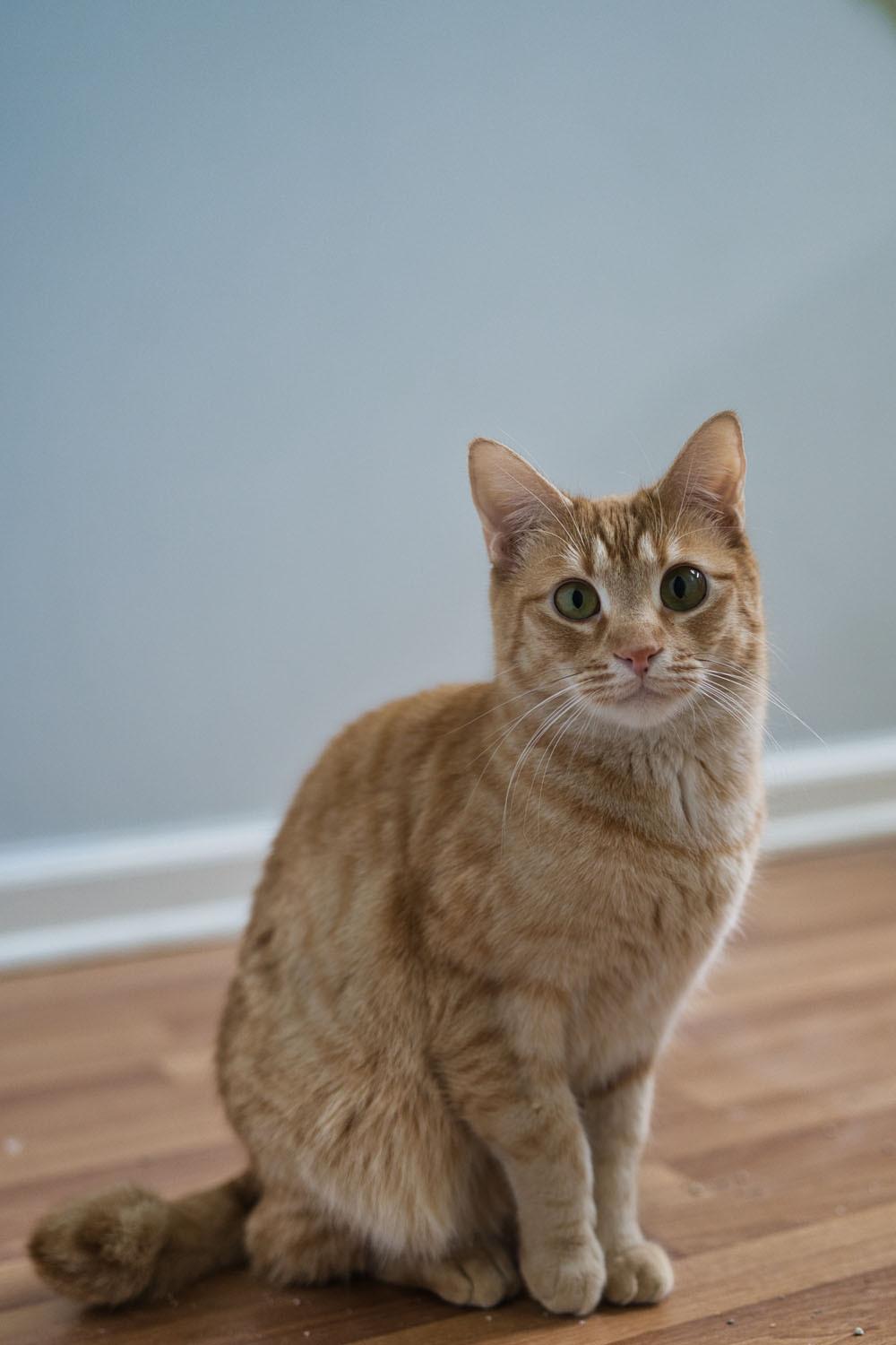 Enlarge Eugene, a Adoptable Domestic Short Hair in Chamblee, GA image 3/6