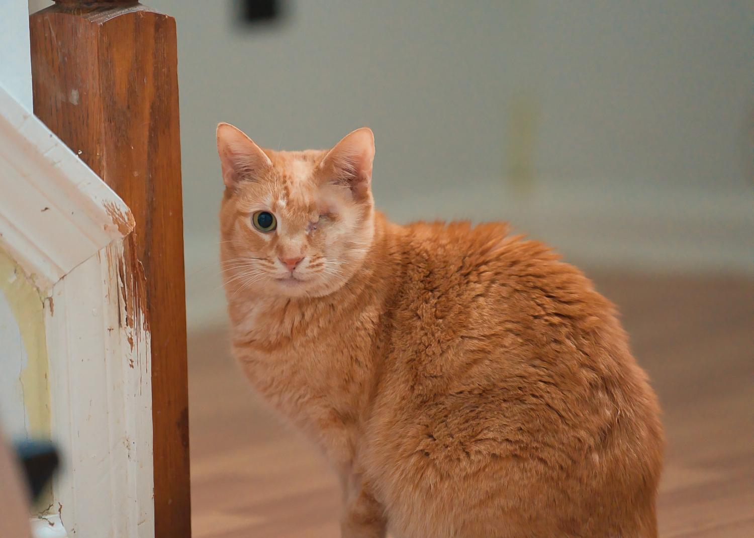 Enlarge Eugene, a Adoptable Domestic Short Hair in Chamblee, GA image 4/6