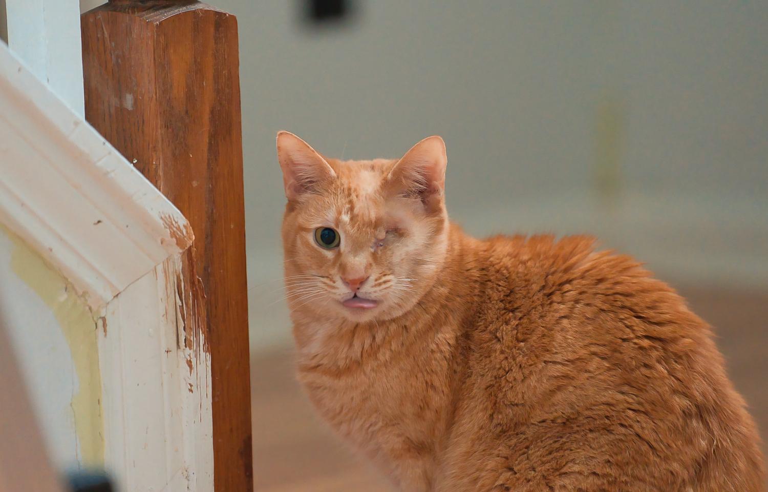 Enlarge Eugene, a Adoptable Domestic Short Hair in Chamblee, GA image 5/6