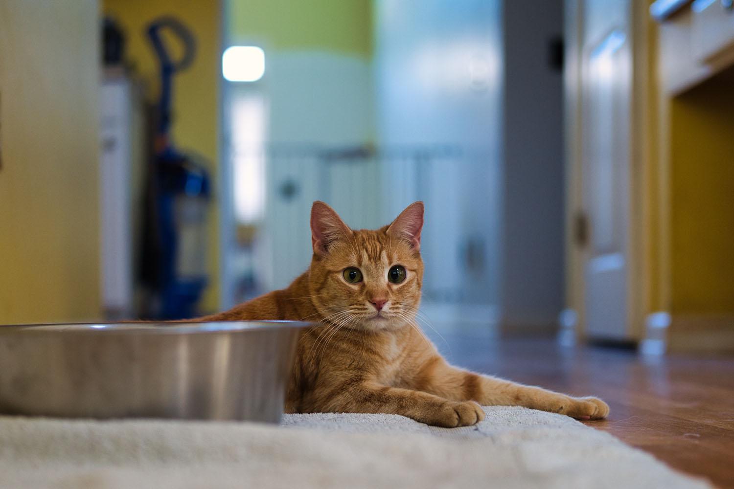 Enlarge Eugene, a Adoptable Domestic Short Hair in Chamblee, GA image 5/6