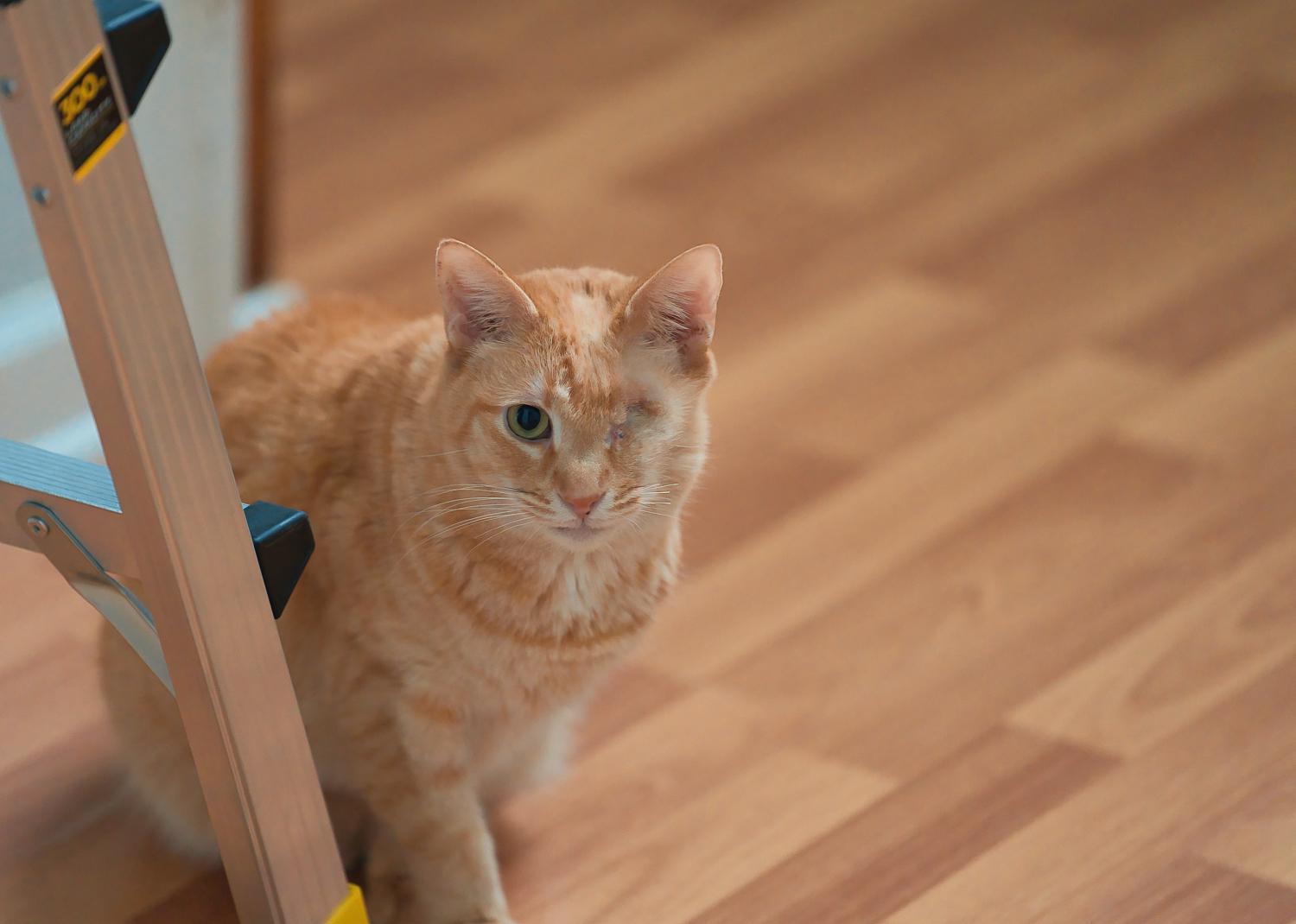 Enlarge Eugene, a Adoptable Domestic Short Hair in Chamblee, GA image 6/6