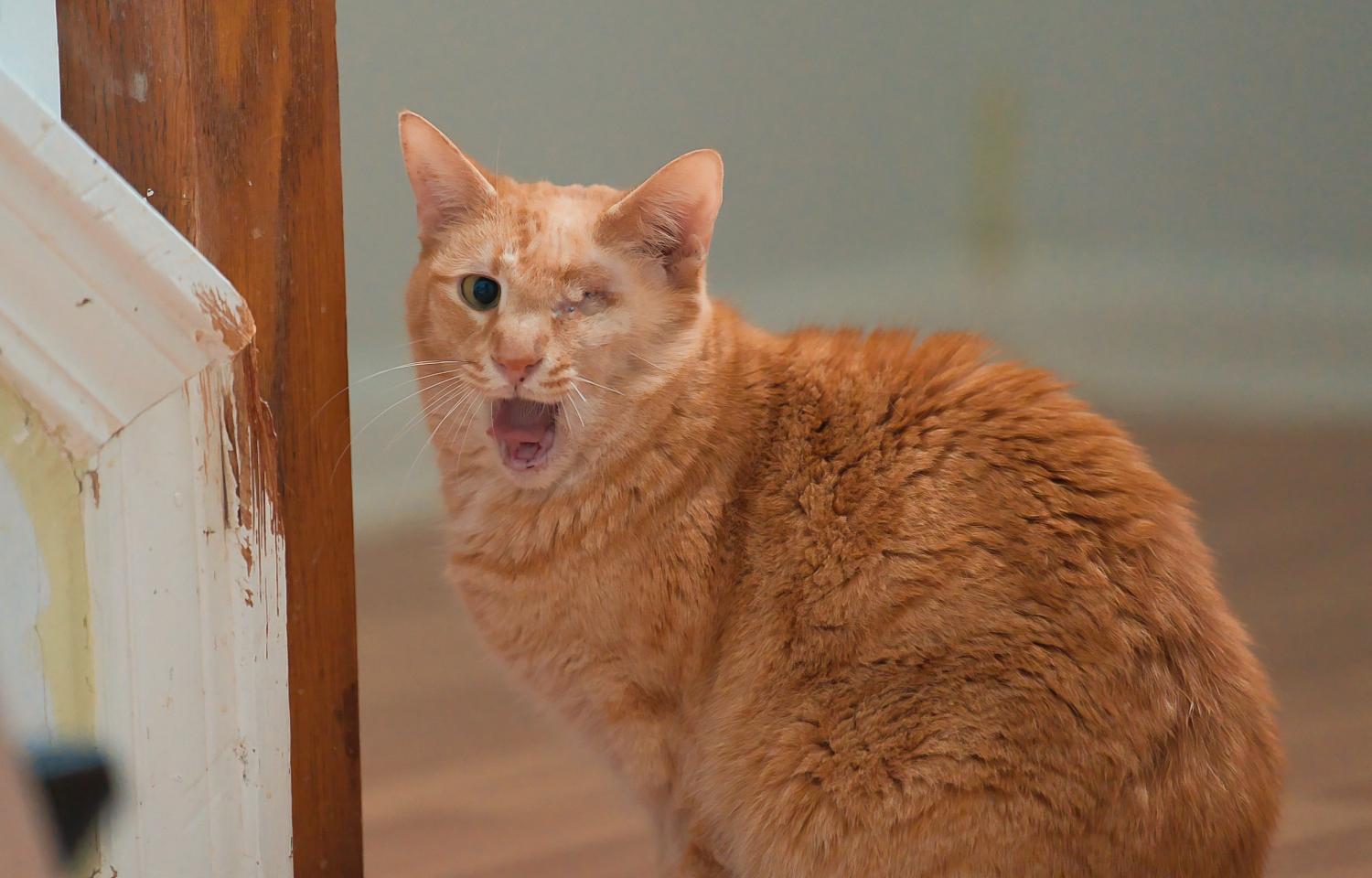 Enlarge Eugene, a Adoptable Domestic Short Hair in Chamblee, GA image 6/6