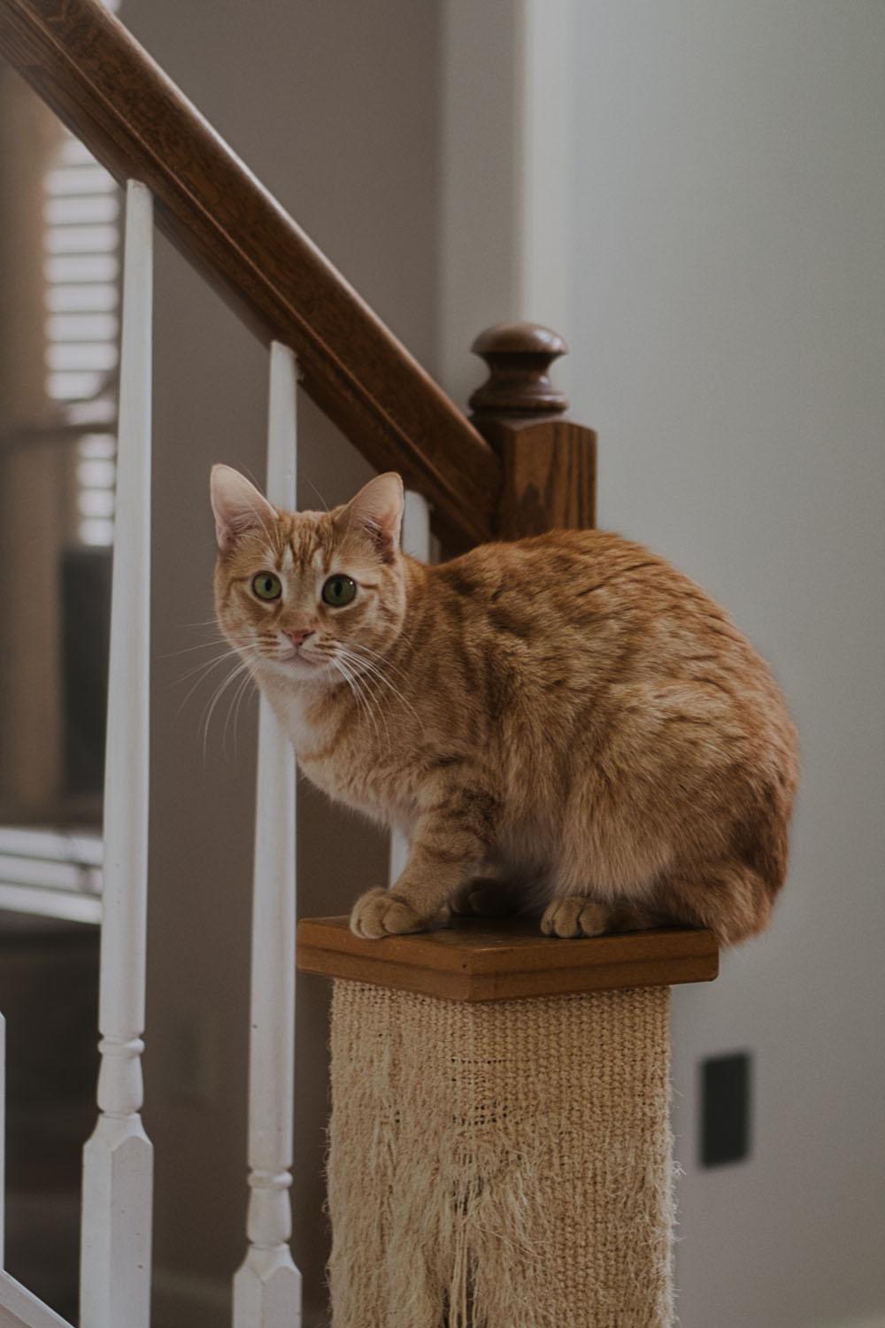 Enlarge Eugene, a Adoptable Domestic Short Hair in Chamblee, GA image 6/6