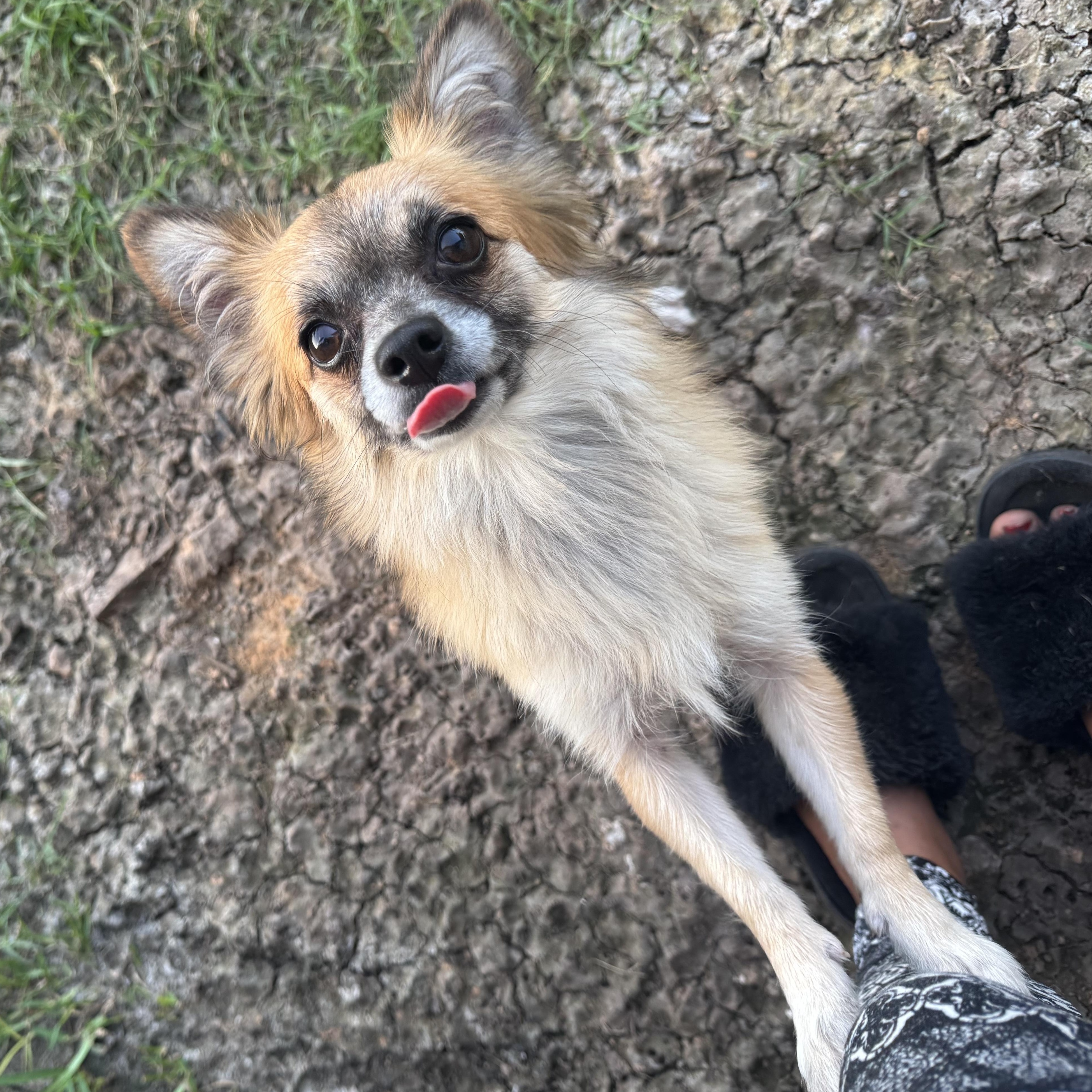 Enlarge Vivian, a Adoptable mixed breed in Hunting Valley, OH image 5/6