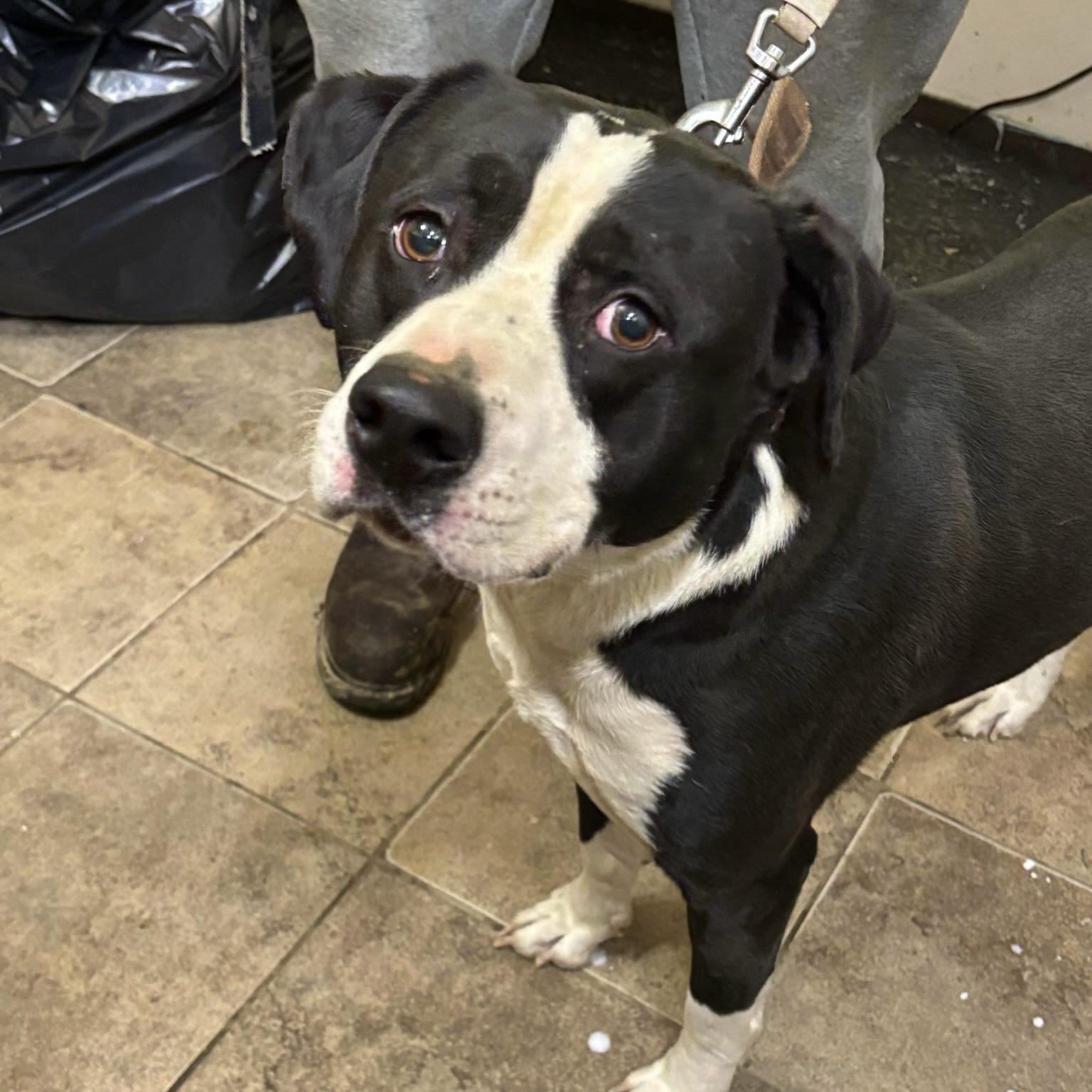 Apollo (20250913-03) **Part of a bonded pair**