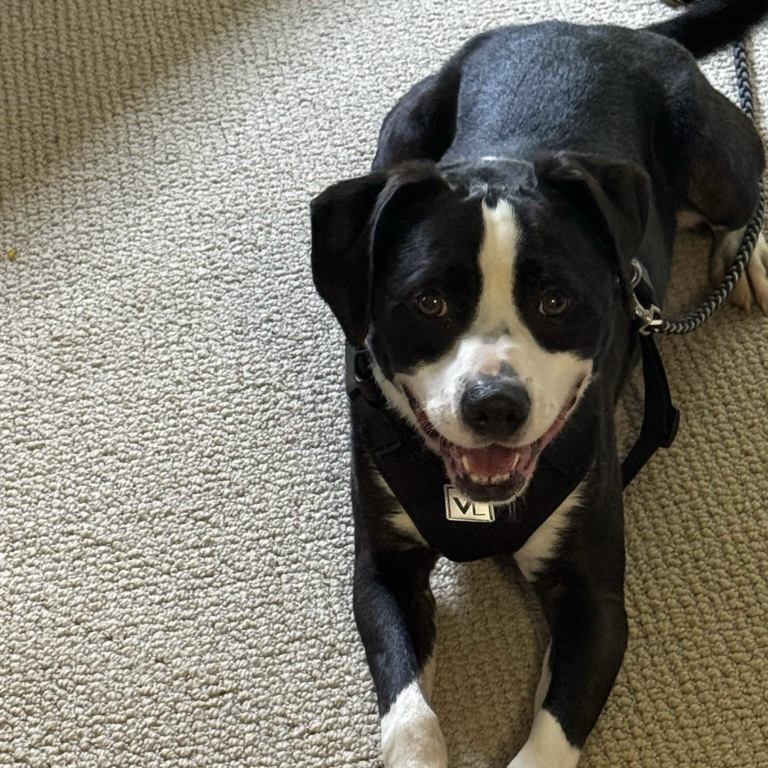 Apollo (20250913-03) **Part of a bonded pair** — thumbnail 2