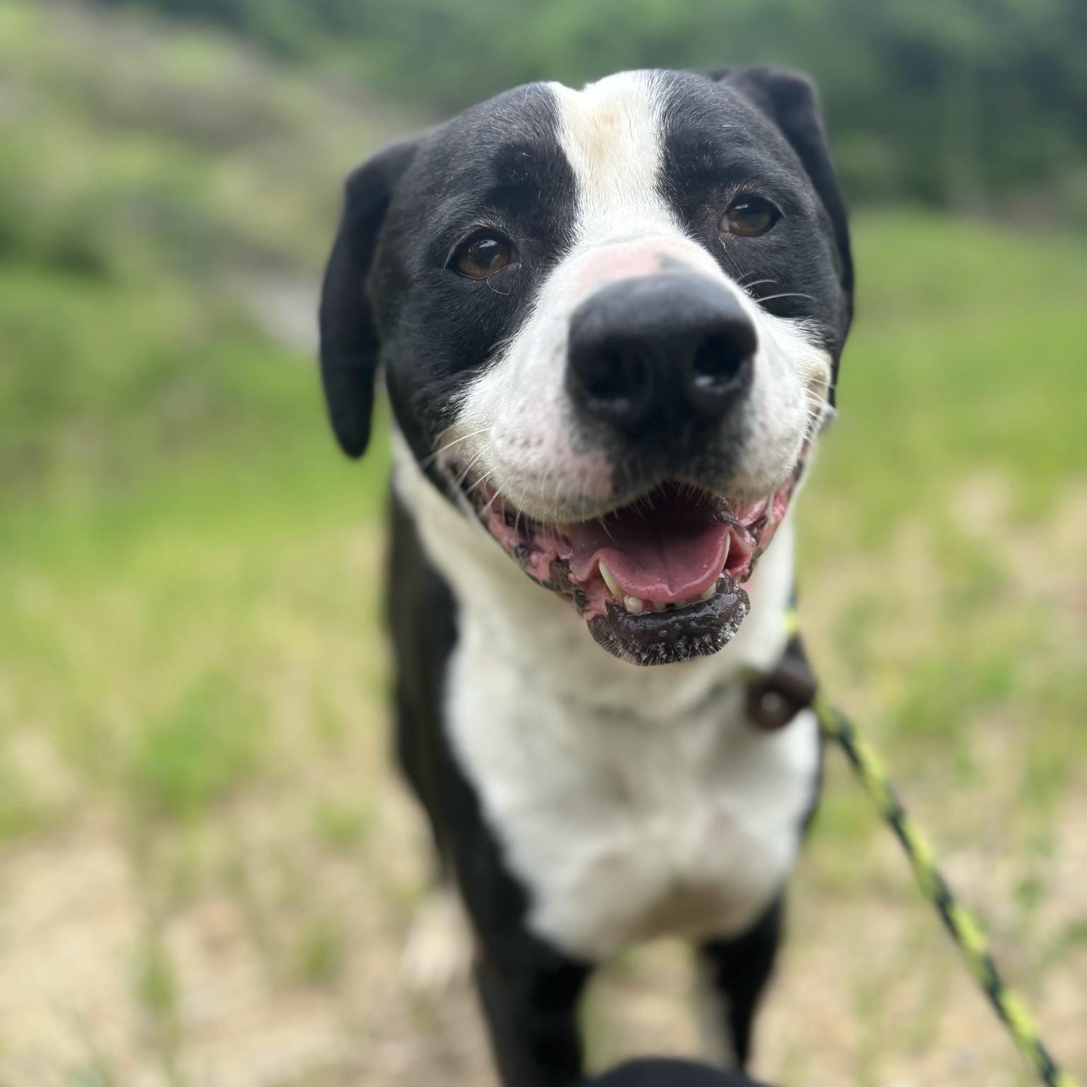 Apollo (20250913-03) **Part of a bonded pair** — thumbnail 3