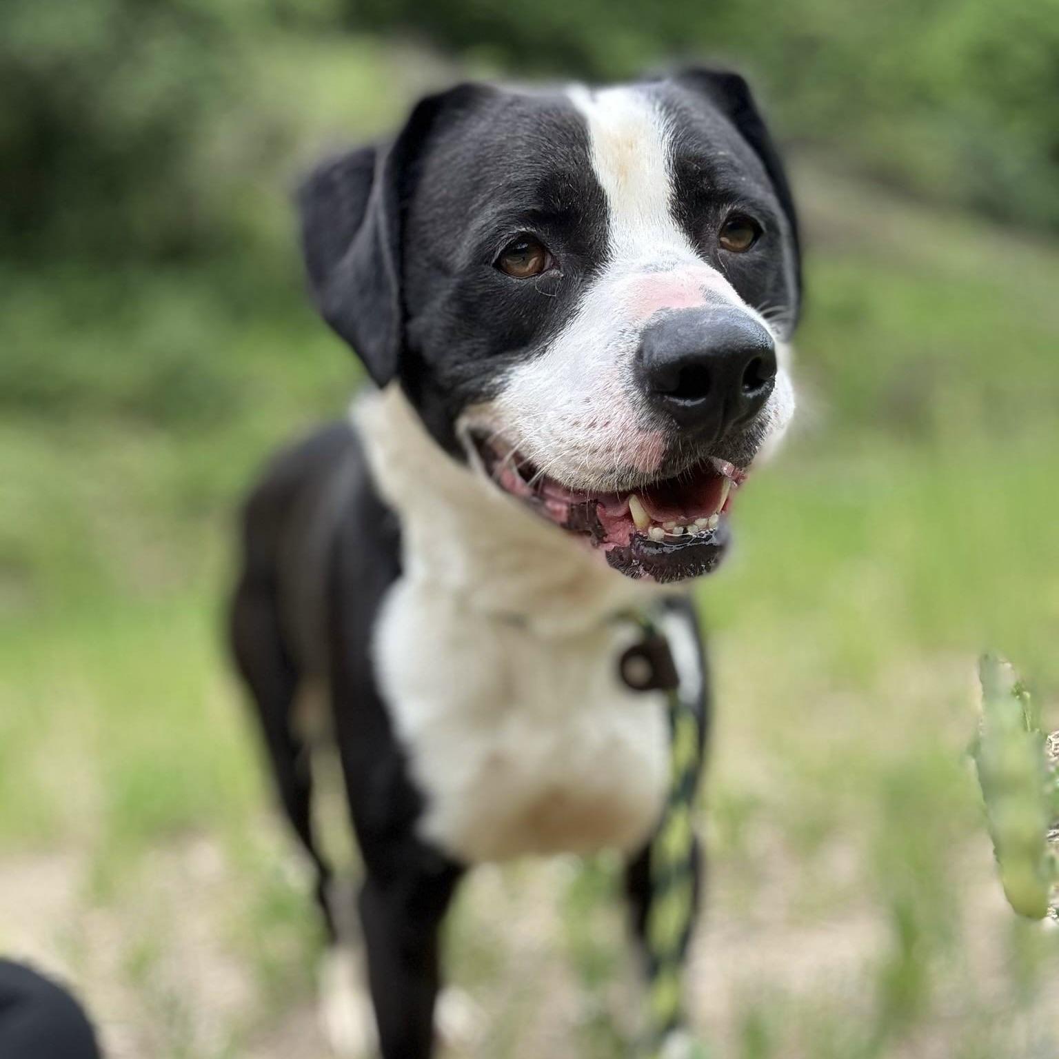 Apollo (20250913-03) **Part of a bonded pair** — thumbnail 4