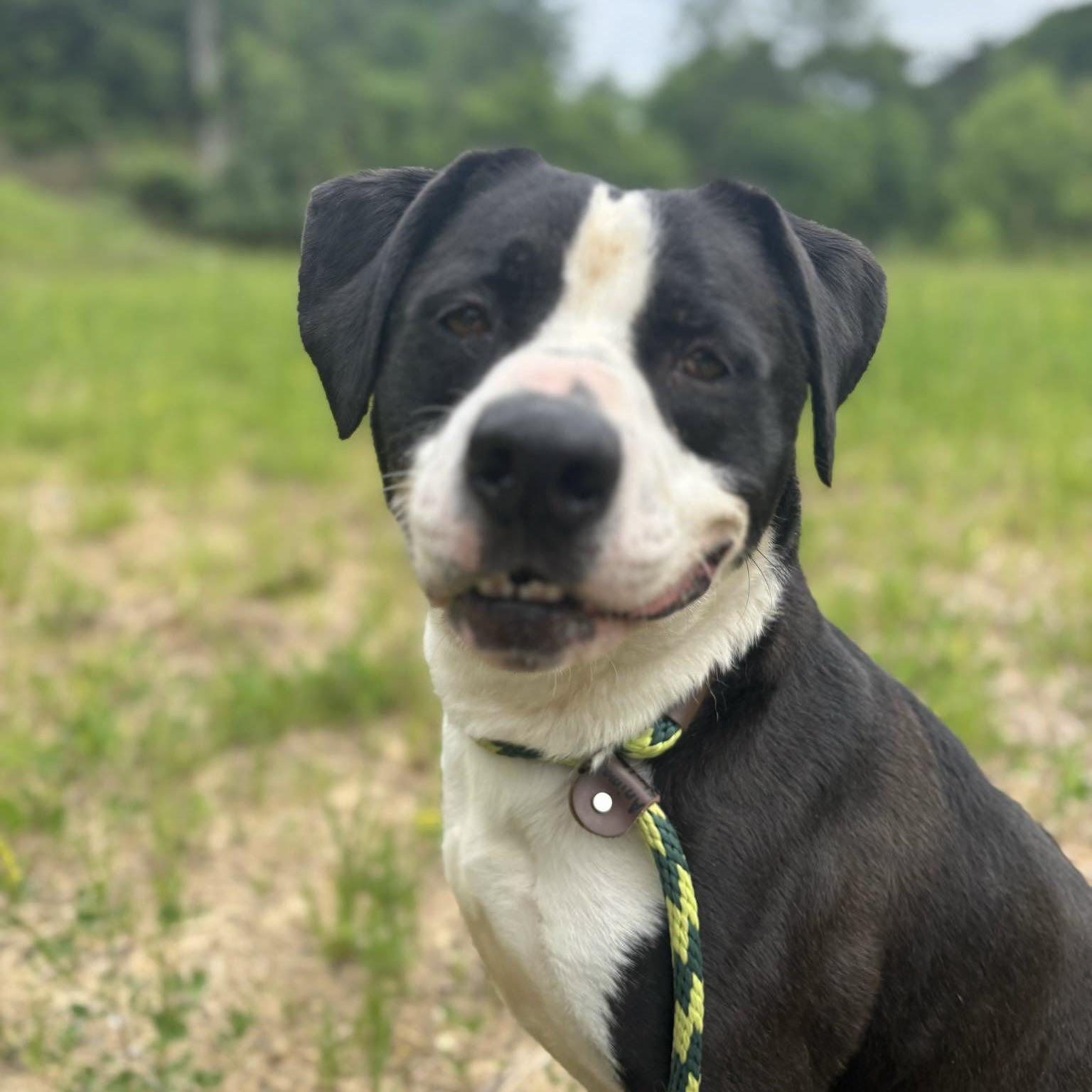 Apollo (20250913-03) **Part of a bonded pair** — thumbnail 5