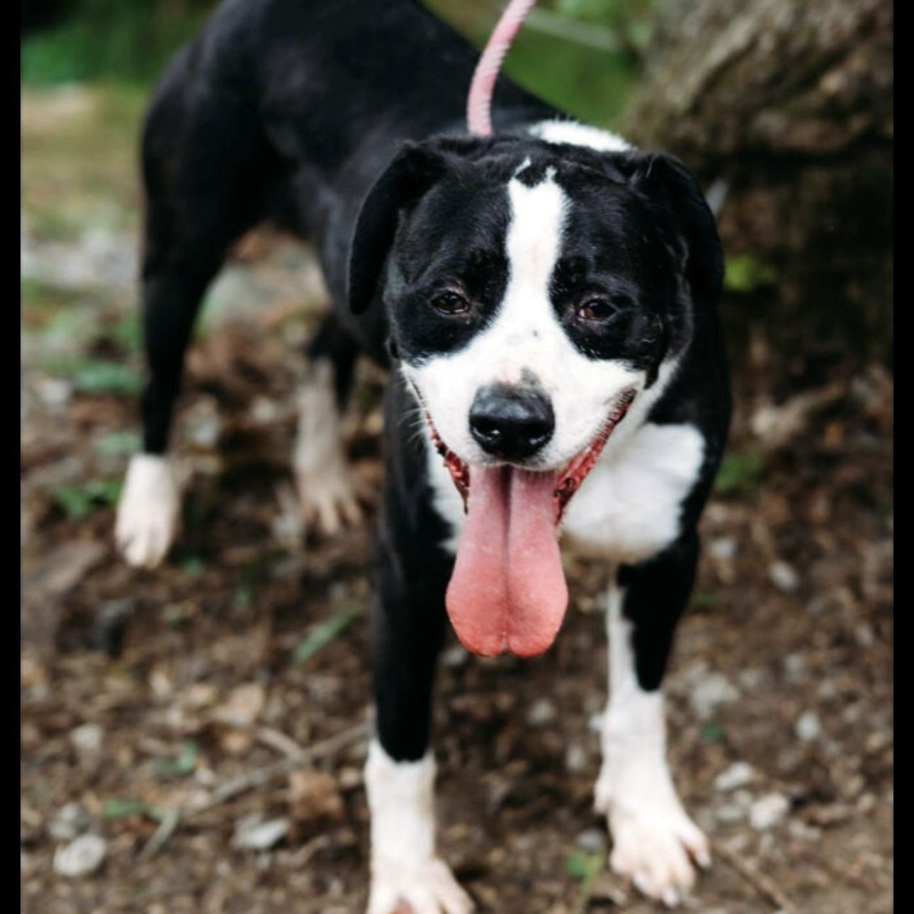 Apollo (20250913-03) **Part of a bonded pair** — thumbnail 6