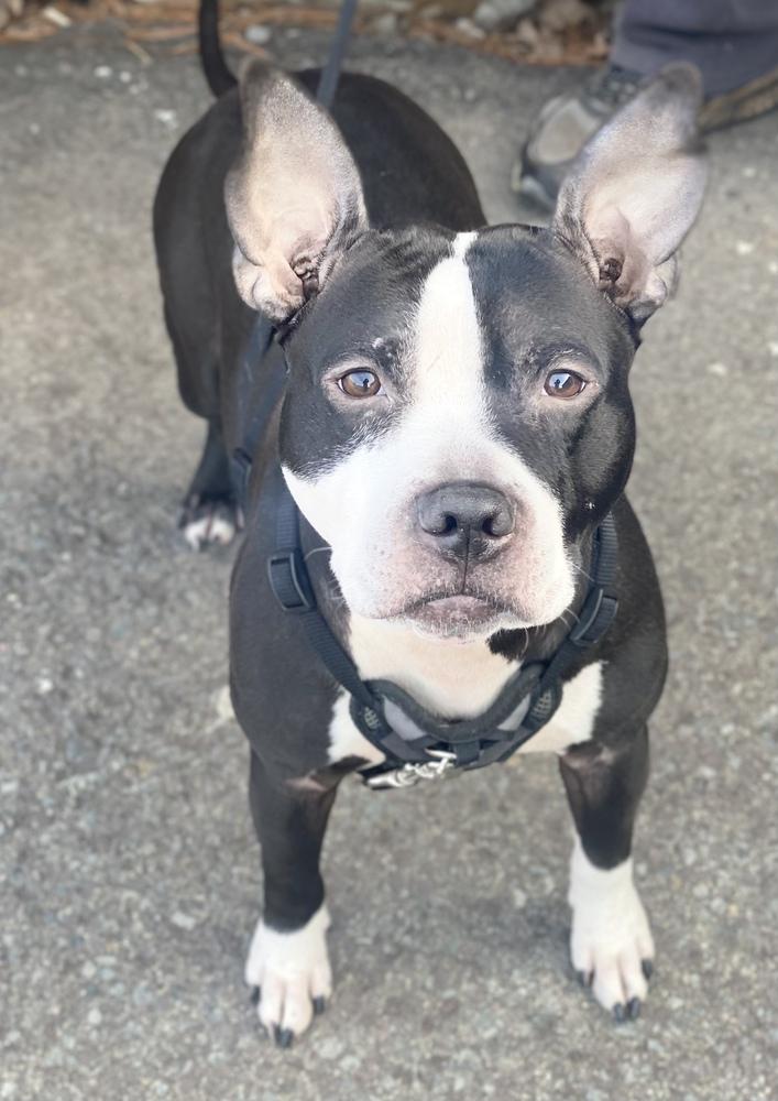 Enlarge LIGHNTING, a Adopted Pit Bull Terrier in Dallas, PA image 1/1