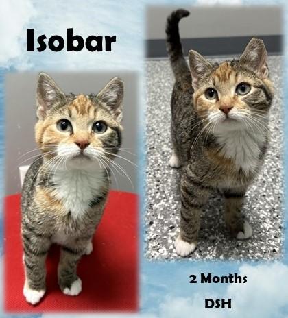 Enlarge Isobar, an adopted Domestic Short Hair in Franklin, IN image 1/1