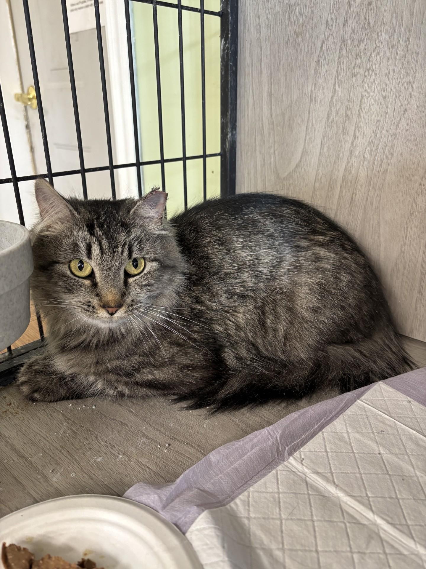 Iris, adopted, Adult Female Domestic Medium Hair.