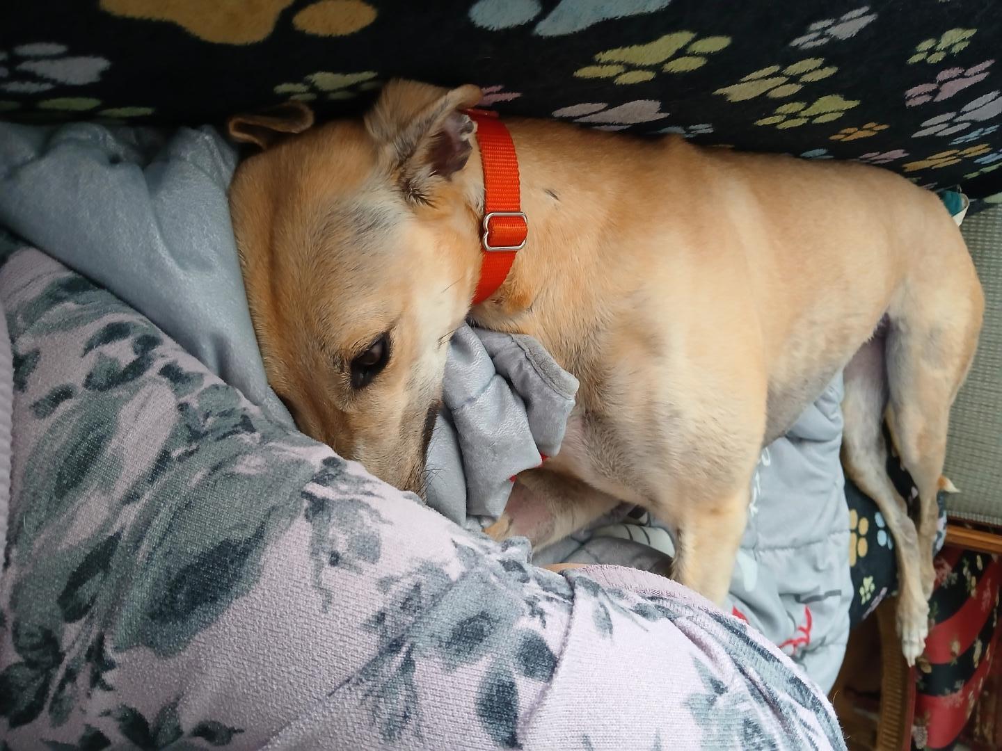 Blondie, a Adopted Greyhound in Berkley, MI image 2/3