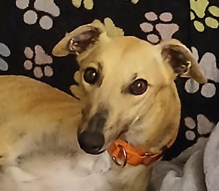 Blondie, Adopted, Adult Female Greyhound.