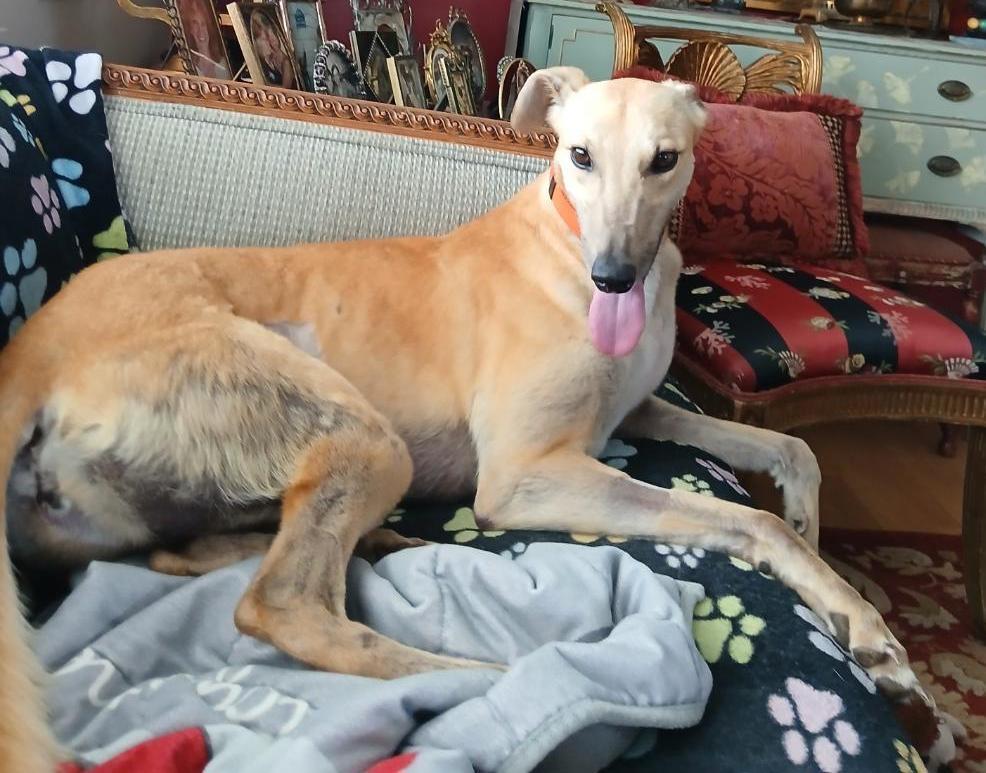 Blondie, a Adopted Greyhound in Berkley, MI image 3/3