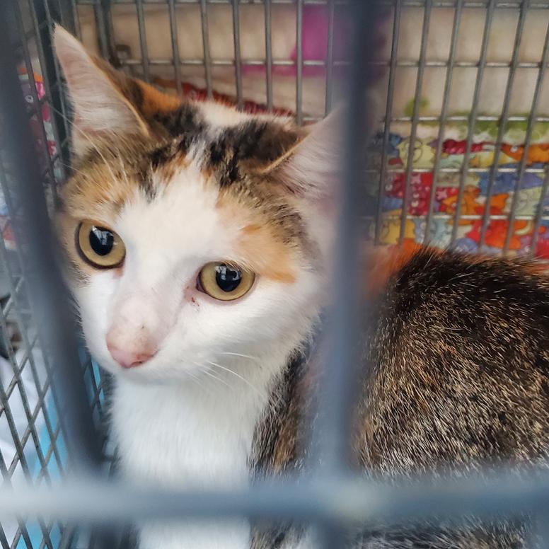 Cali, Adoptable, Adult Female Domestic Short Hair.