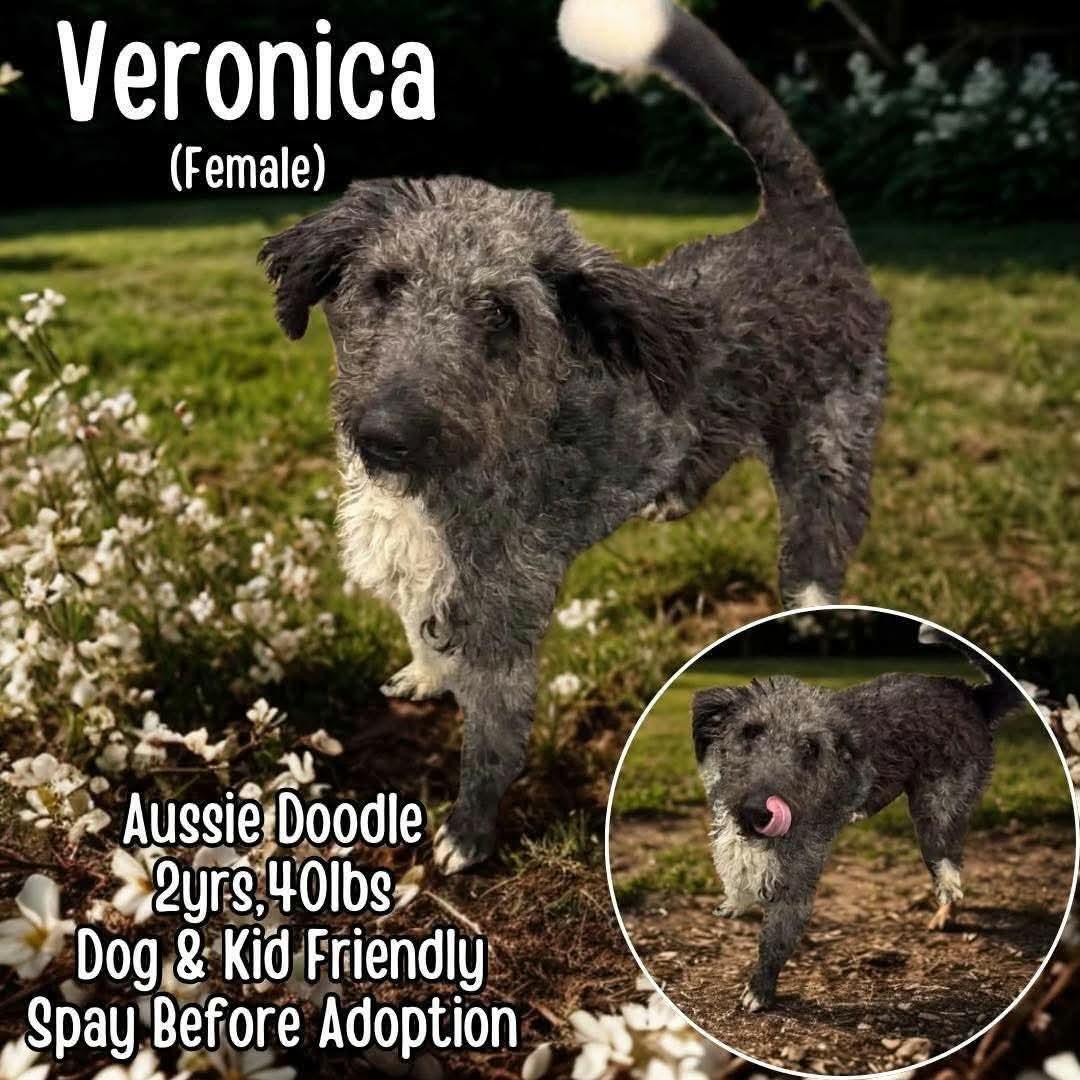 Veronica, ADOPTABLE, Young Female Aussiedoodle.