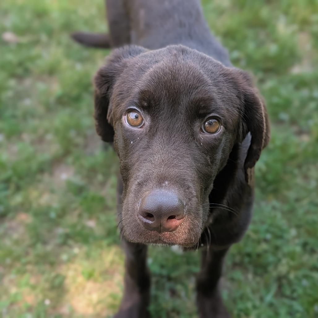 Enlarge Oakley, an adopted mixed breed in Fenton, MI image 2/2
