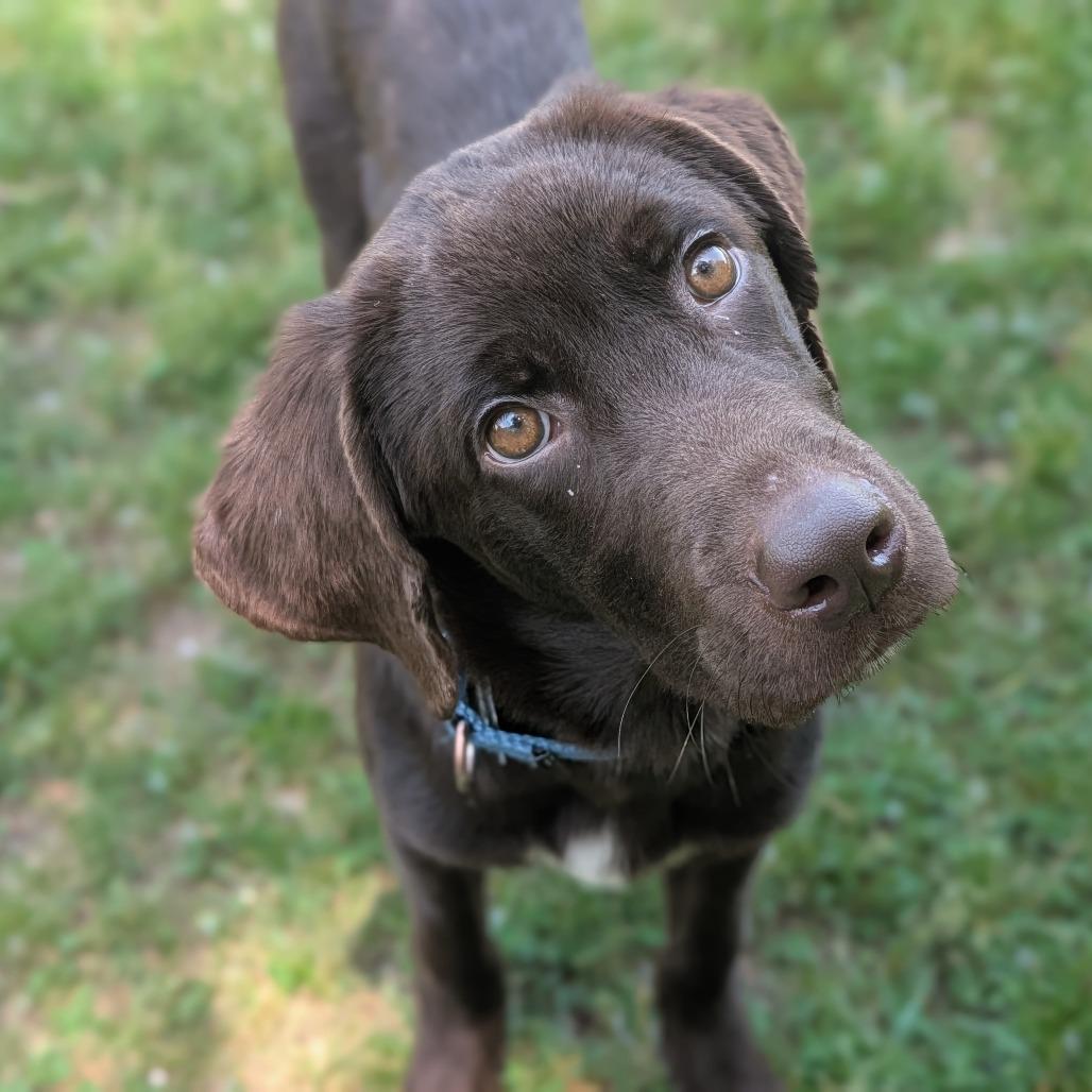 Enlarge Oakley, an adopted mixed breed in Fenton, MI image 1/2