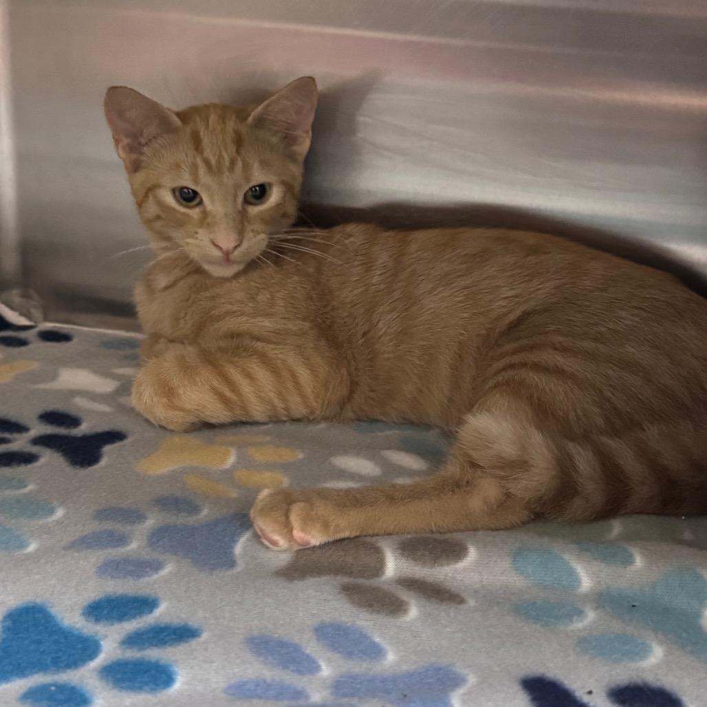 Equinox 29780, Adoptable, Kitten Male Domestic Short Hair.