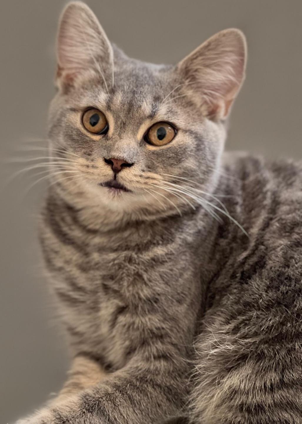 Rayyan, Adoptable, Young Male British Shorthair.