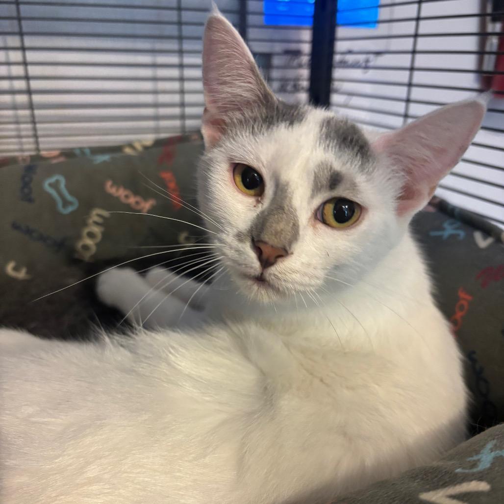 Enlarge Vanellope Von Schweetz, a Adoptable Domestic Short Hair in Bellingham, WA image 1/1