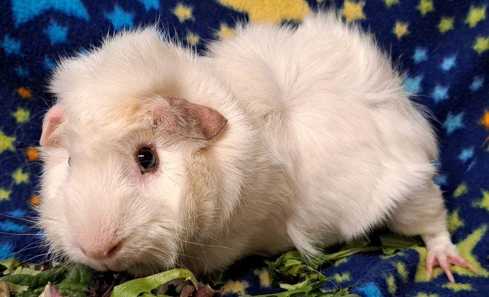 Snowball, a ADOPTABLE Abyssinian in Gary, IN image 2/3