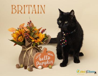 Britian, Adoptable, Senior Male Domestic Short Hair & Domestic Short Hair.