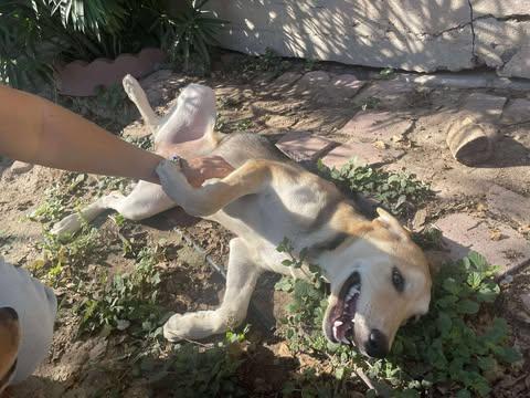 Enlarge Tulip, a Adoptable mixed breed in Gainesville, VA image 5/6