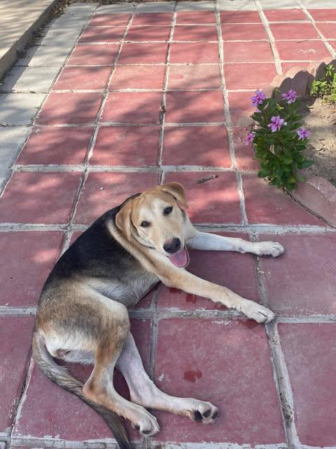 Enlarge Tulip, a Adoptable mixed breed in Gainesville, VA image 6/6