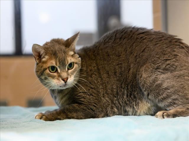 ZORRA, Adoptable, Senior Female Domestic Short Hair.