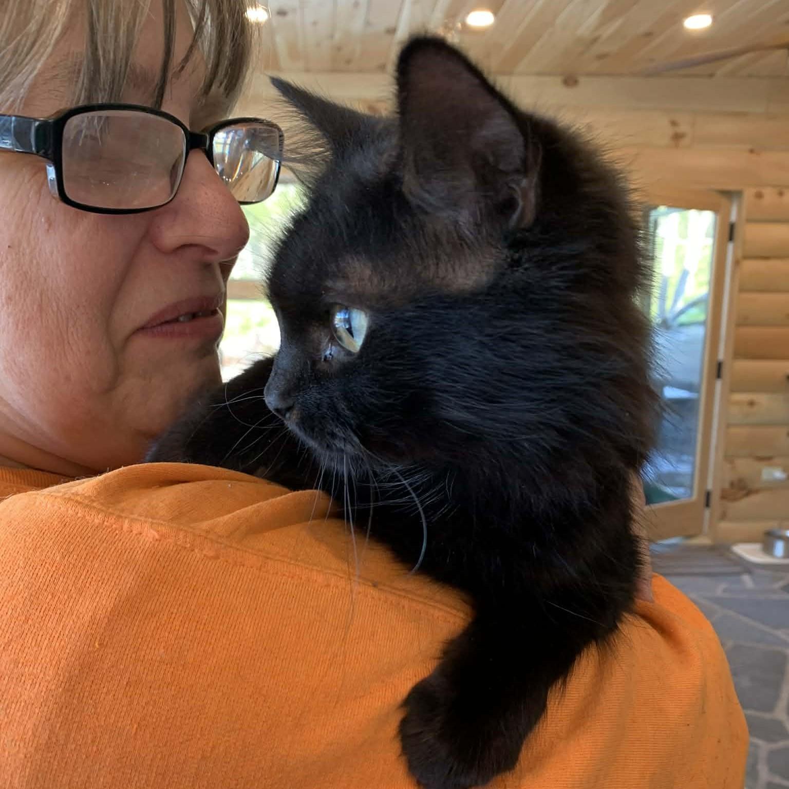 Enlarge Momma, an adopted Domestic Long Hair in Hawley, PA image 2/3