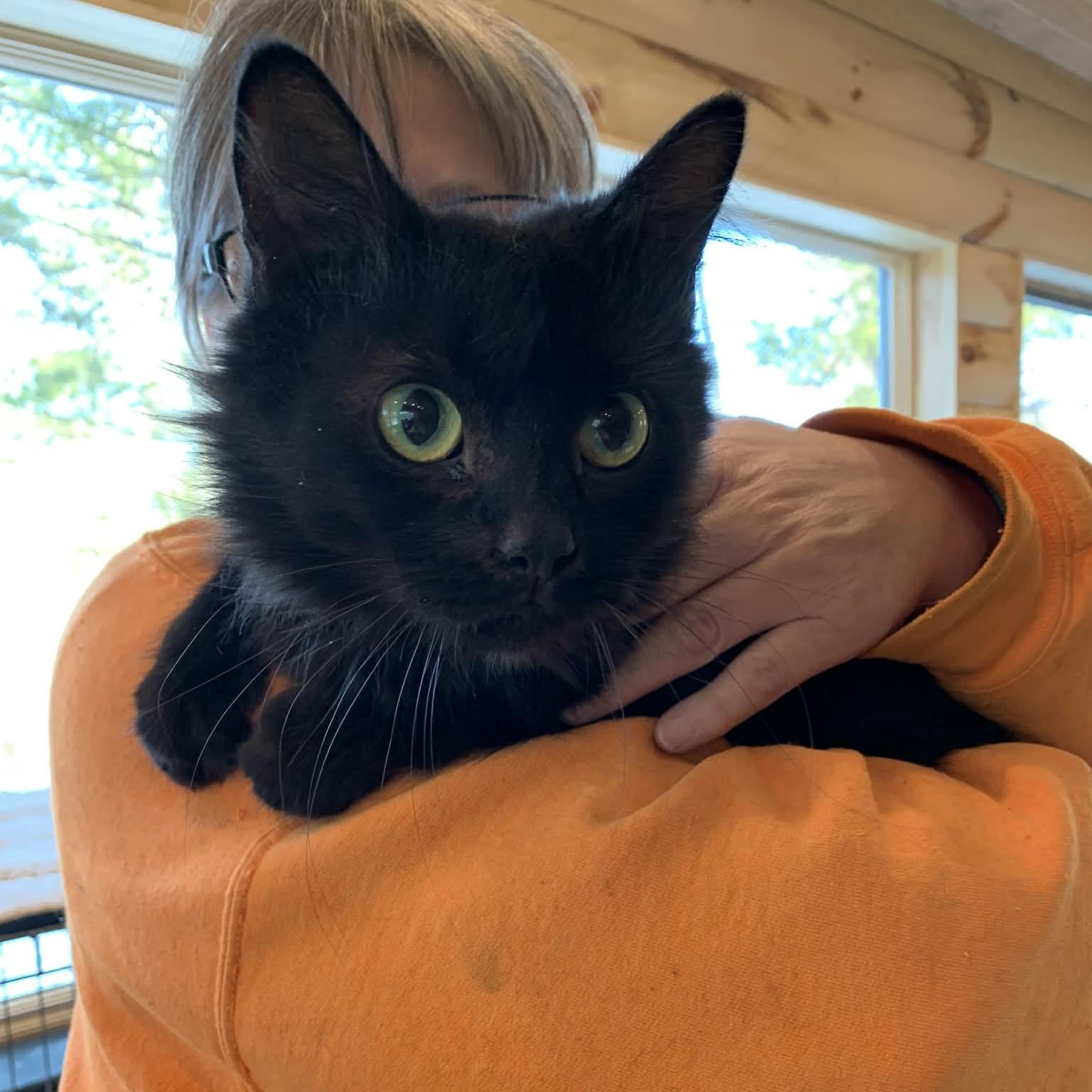 Enlarge Momma, an adopted Domestic Long Hair in Hawley, PA image 3/3